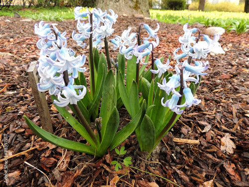 Fotografia Blooming Hyacinth east (Hyacinthus orientalis), Hyacinth