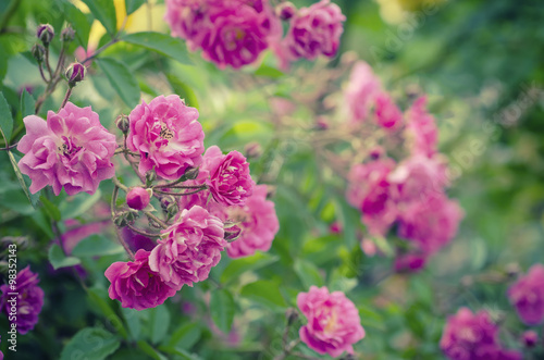 Vintage rose flower