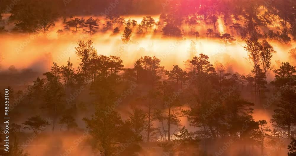 Time lapse of mist rising from a wetland forest during epic sunrise Time lapse of mist rising from a wetland forest during epic sunrise