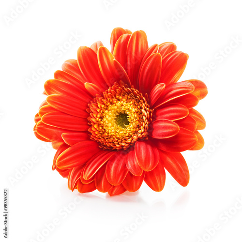 Orange gerbera daisy flower.