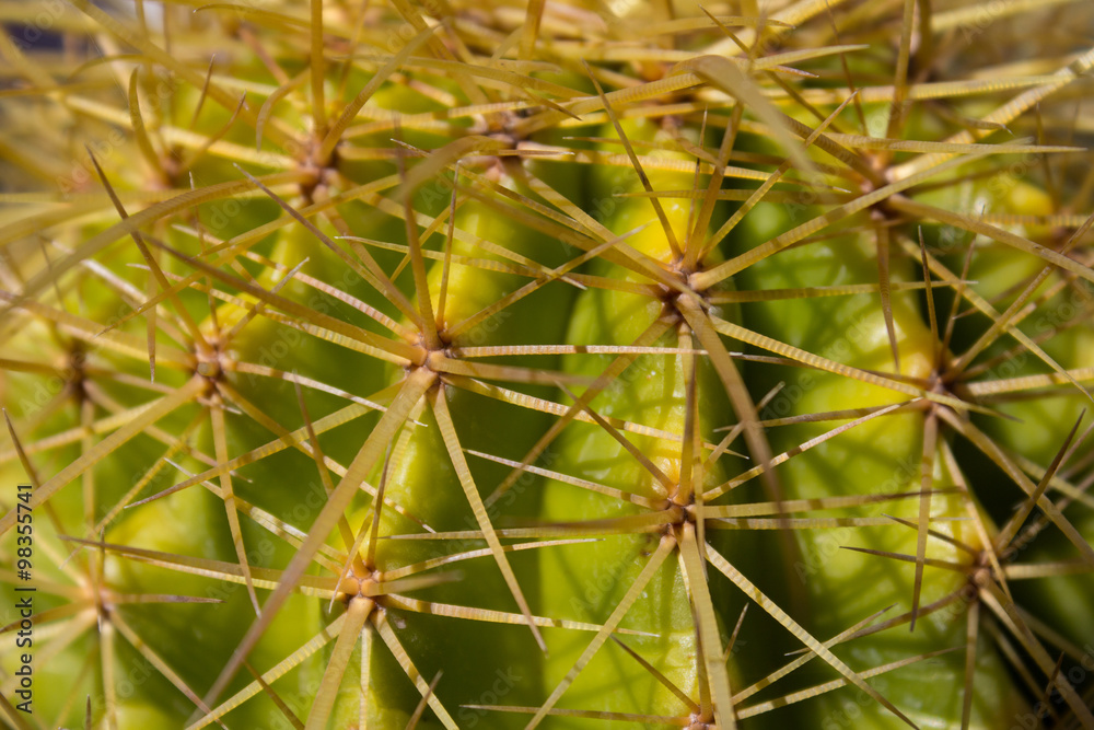 cactus plant closeup, mother in law`s cushion cactus plant closeup, mother in law`s cushion