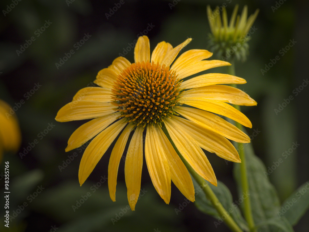 Obraz premium Yellow Coneflower in bloom 