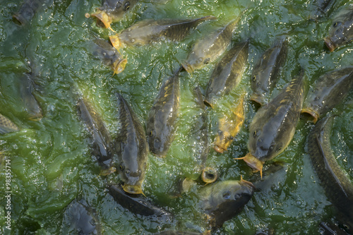 fish, green river shoal water, common carp