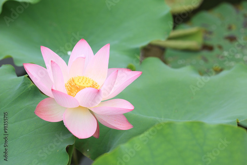 pink lotus blooming in pond