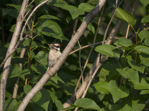 Bilde på lerret Wood pecker in a tree