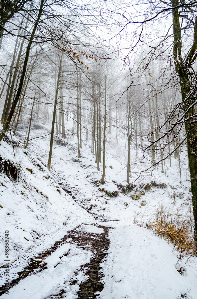 Fototapeta premium Foggy winter forest