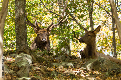 Couple of male and female deer