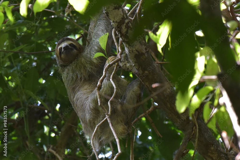 Fototapeta premium Drei Finger Faultier - Das Wildleben von Costa Rica