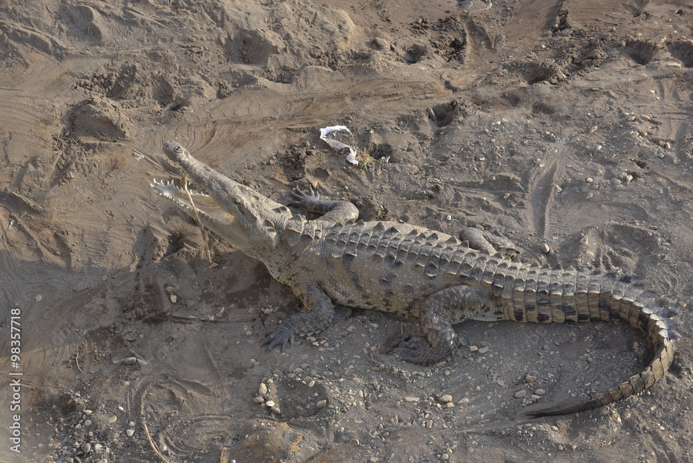 Fototapeta premium Die Krokodile von Tarcoles in Costa Rica
