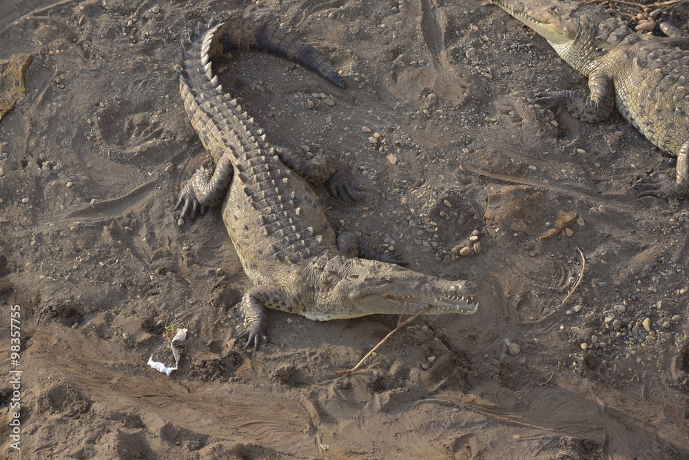 Fototapeta premium Die Krokodile von Tarcoles in Costa Rica