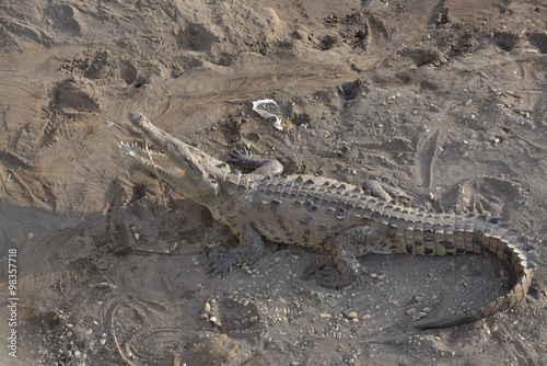 Die Krokodile von Tarcoles in Costa Rica © benicoma