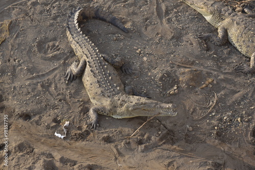 Die Krokodile von Tarcoles in Costa Rica