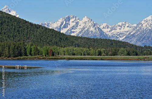 Geese in Jenny Lake in front of Mount Moran in the Grand Teton mountain range in the Grand Teton National Park in Wyoming USA during the spring / summer