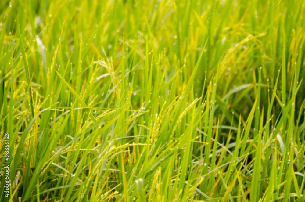 The blur of paddy rice with water drop and green background