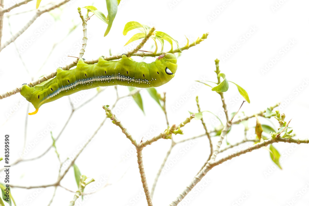 Naklejka premium Macro green worm on the tree branch isolated on white