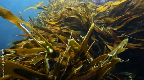 Kelp and seaweed moving in current and Poor Knights Islands, New Zealand