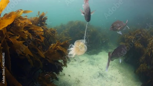 Snapper Fish Eating Jellyfish photo