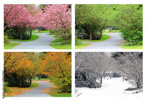 Fototapeta Naklejka Na Ścianę i Meble -  Four seasons of cherry trees on the same street. all images taken from the exact same location. 