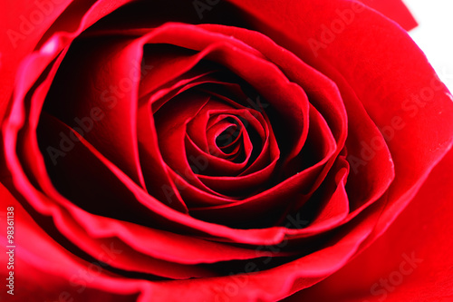 close-up on red rose