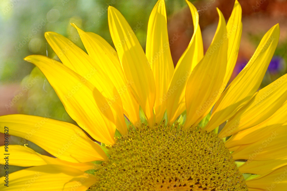 Common Sunflower, Helianthus annuus, COMPOSITAE. Common Sunflower, Helianthus annuus, COMPOSITAE.