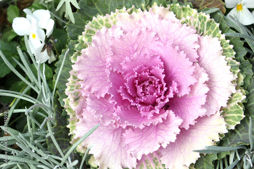 Obraz premium Flowering kale