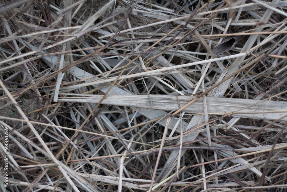 Abstract background textures hay. Hay paste deposition on the ground. Abstract background textures hay. Hay paste deposition on the ground.