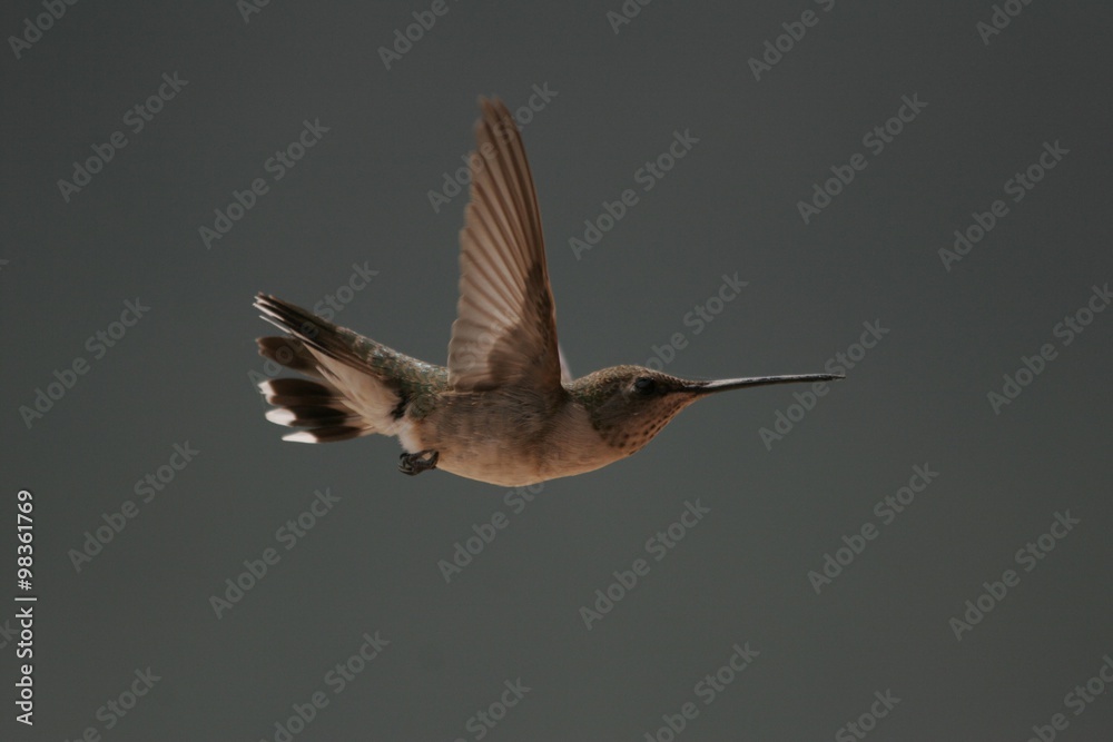 Obraz premium Hummingbird in flight dark background isolation 1