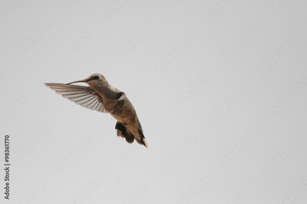 Obraz premium Hummingbird in flight light background isolation 1