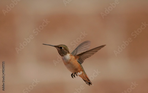 Hummingbird in flight red background isolation 2