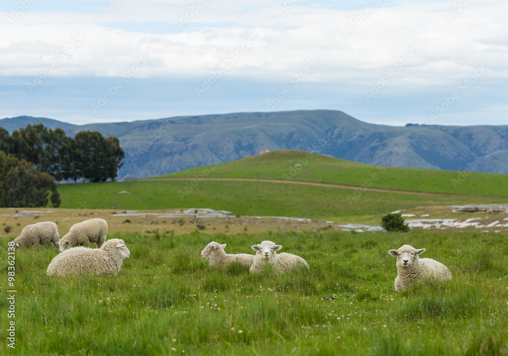 Fototapeta premium flock of sheep