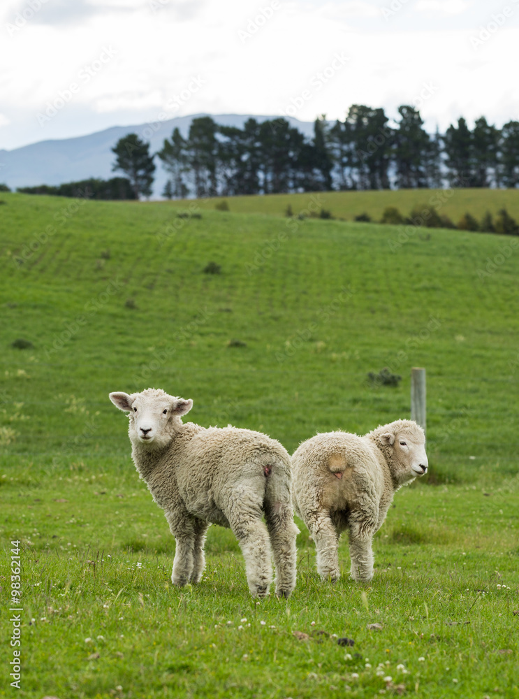 Fototapeta premium flock of sheep