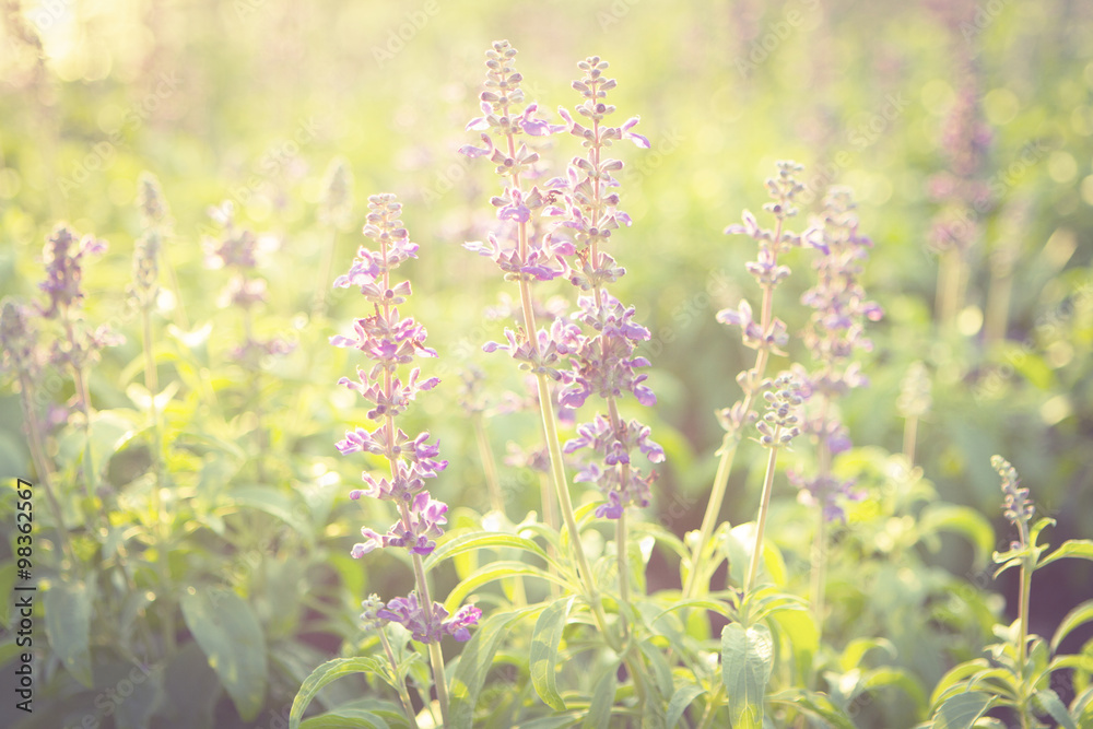 Fototapeta premium Violet flower. Vintage tone. Blur and Selective focus.