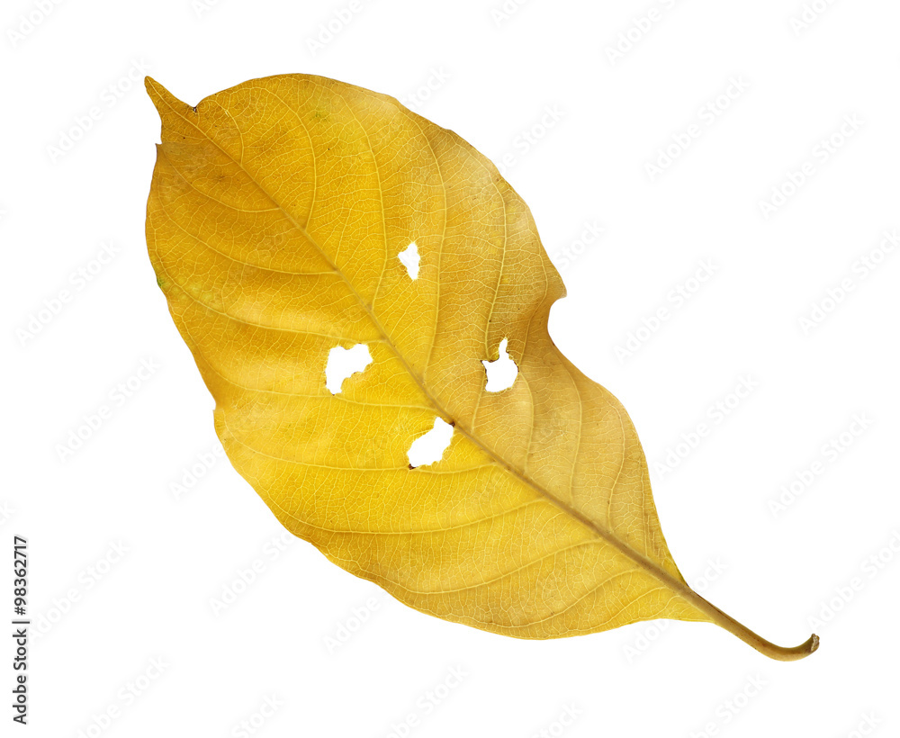 Naklejka premium dry leaves on white background