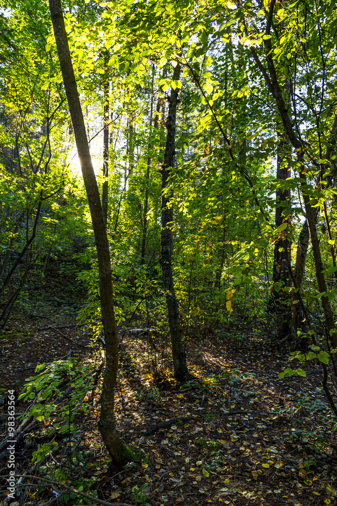 Naklejka premium Forest Landscape