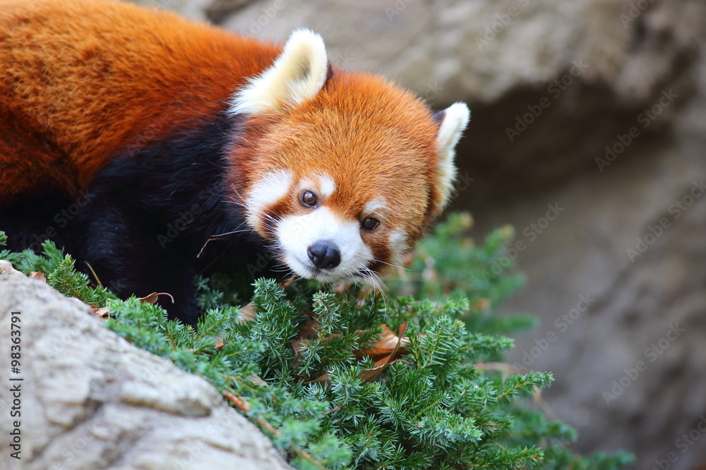Fototapeta premium Red panda bear (Ailurus fulgens) 