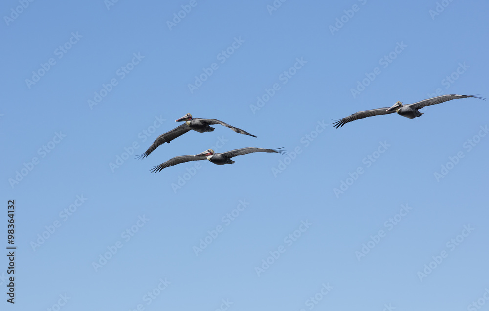 Pelicans Flying At La Jolla California Pelicans Flying At La Jolla California