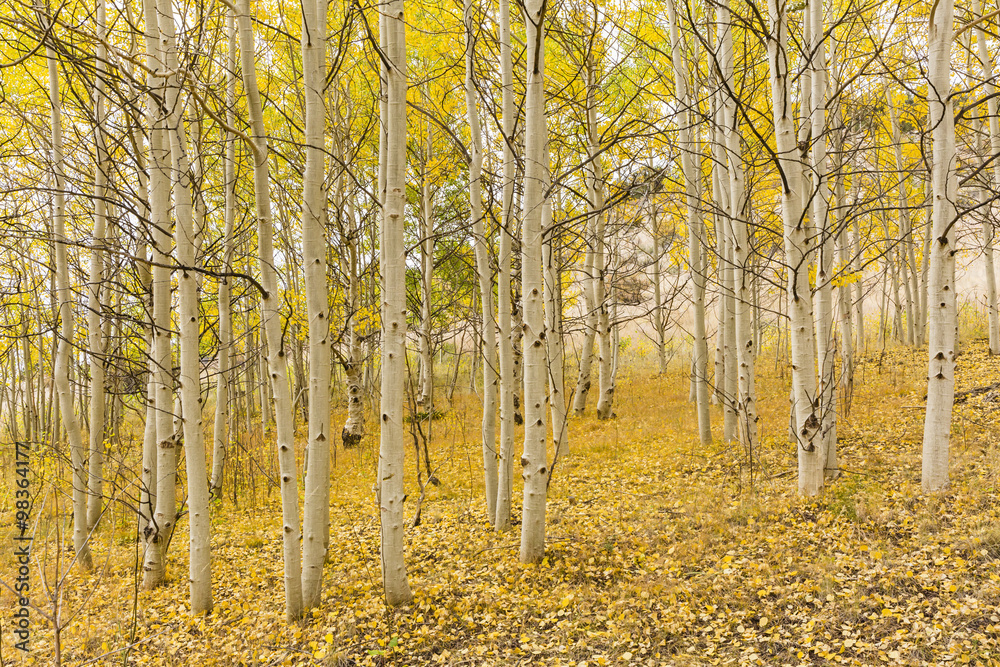 Fototapeta premium Golden Aspen Grove