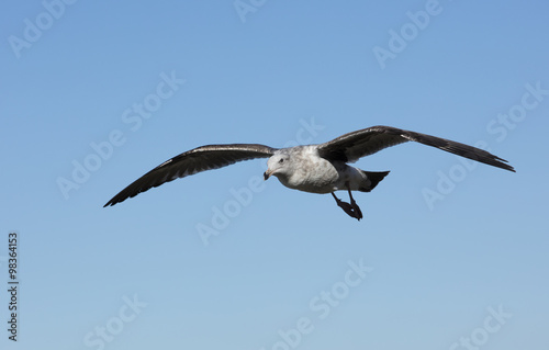 Seagull Flying Waves