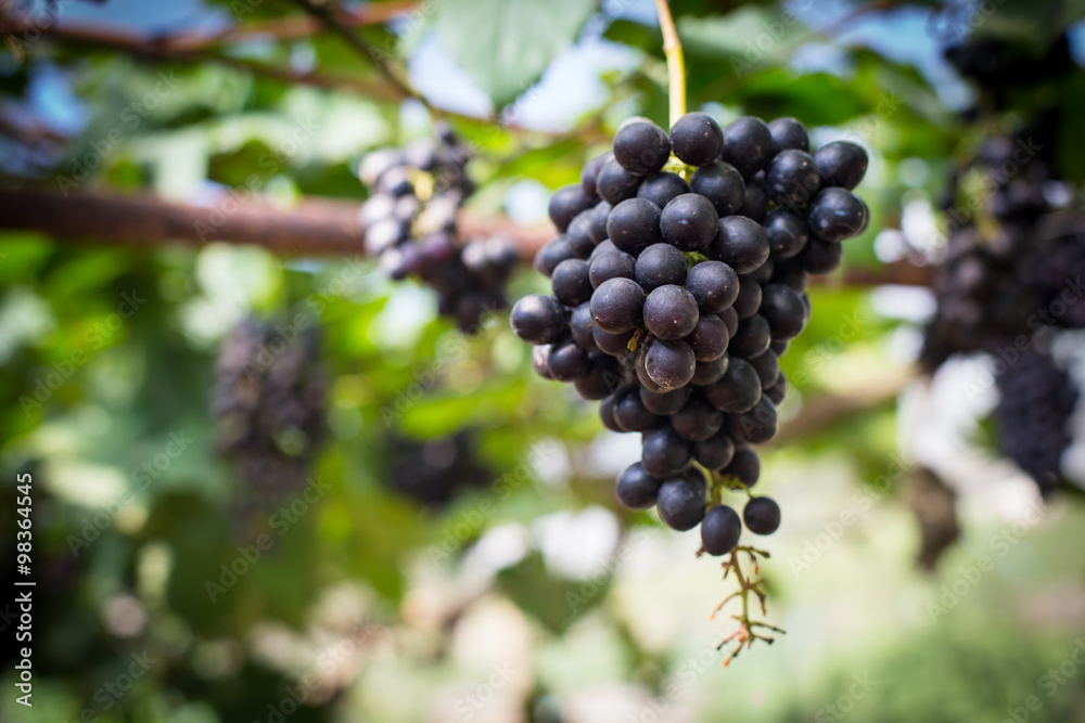 bunch of red grapes on the vine with green leaves