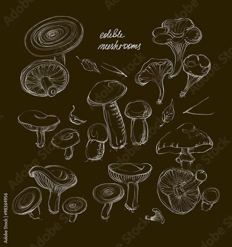 vector hand drawing a set of mushrooms