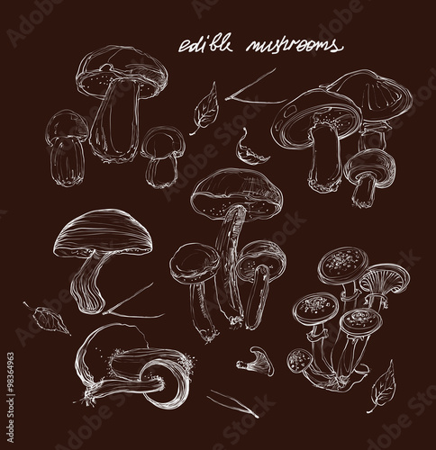 vector hand drawing a set of mushrooms