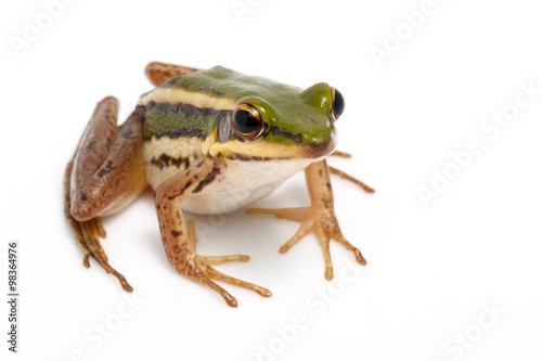 green frog (green paddy frog) on white background © japhoto