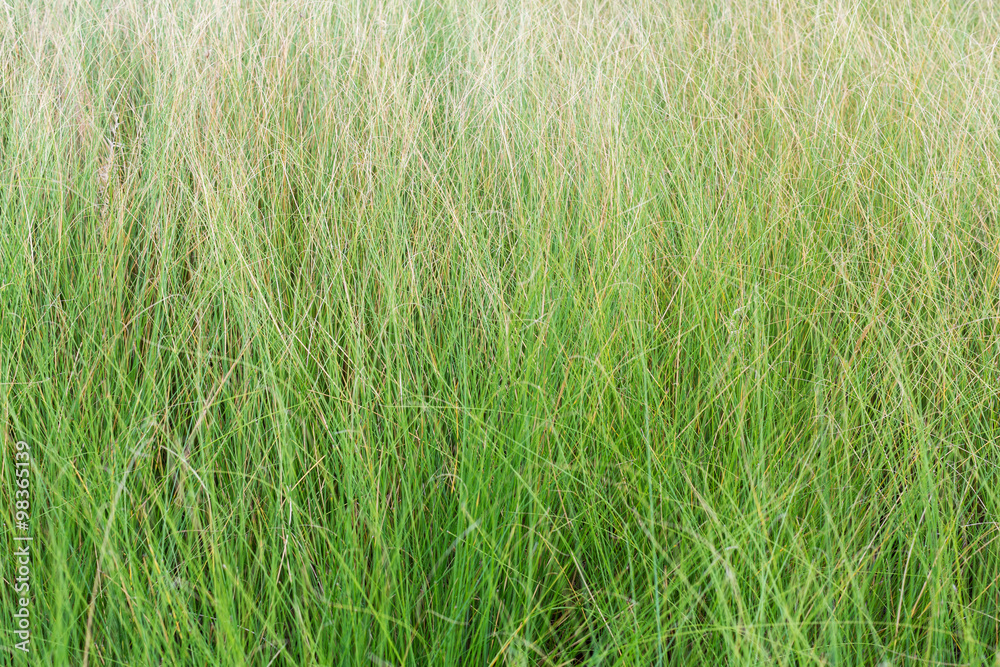 Obraz premium Long green grass leafs