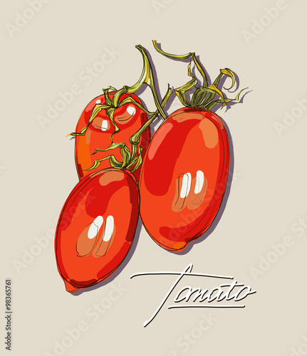 vector hand drawing juicy tomatoes