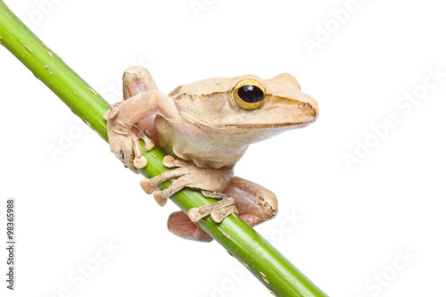 Tree frog on papyrus tree photo