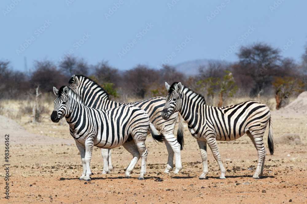 Obraz premium Zebra in african bush