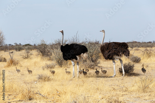 Family of Ostrich with chickens, Namibia