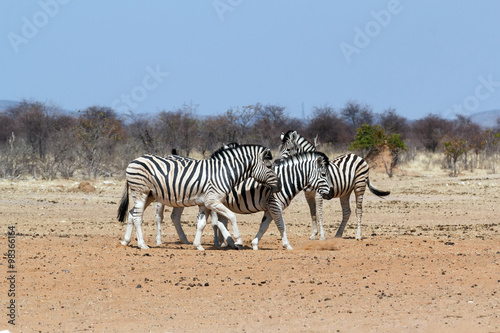 Zebra in african bush