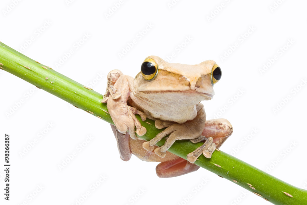 Obraz premium Tree frog on papyrus tree