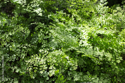Fototapeta Naklejka Na Ścianę i Meble -  green plant in the garden